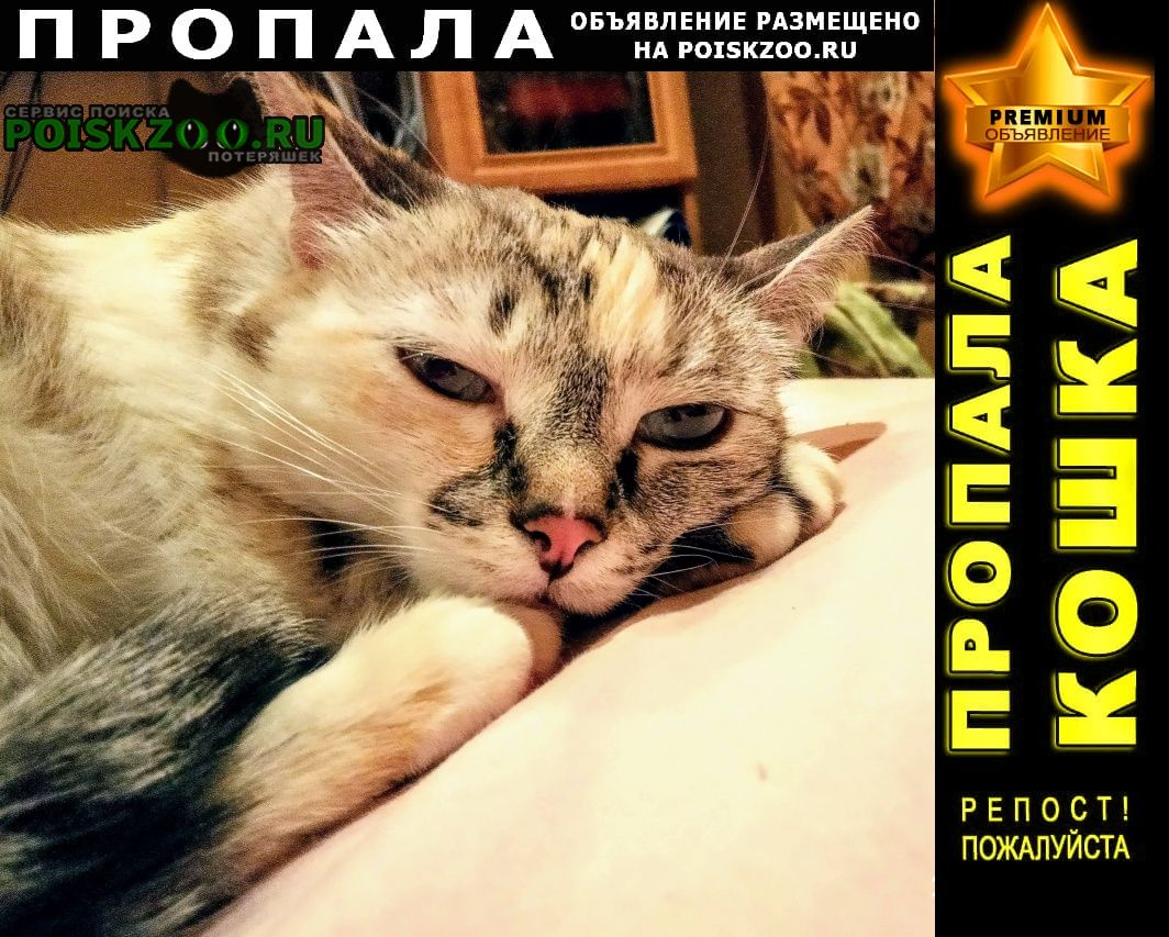 Пропала кошка Иваново