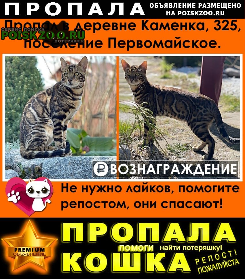 Москва Пропал кот бенгальский