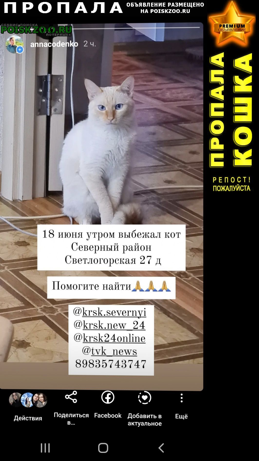 Пропал кот молодой 2 года Красноярск