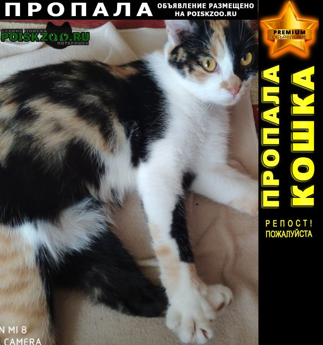Пропала кошка ц.сормова, трехцветная Нижний Новгород