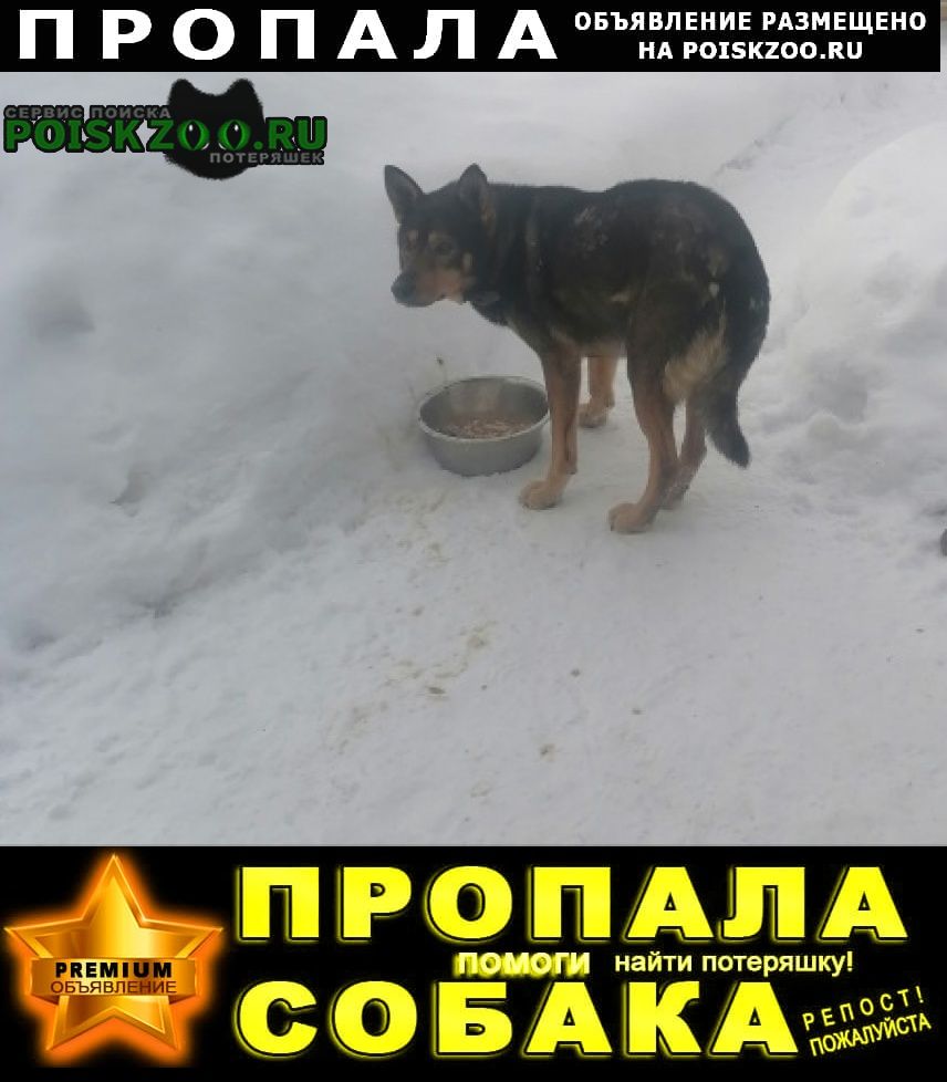 Пропала собака кобель Сергиев Посад