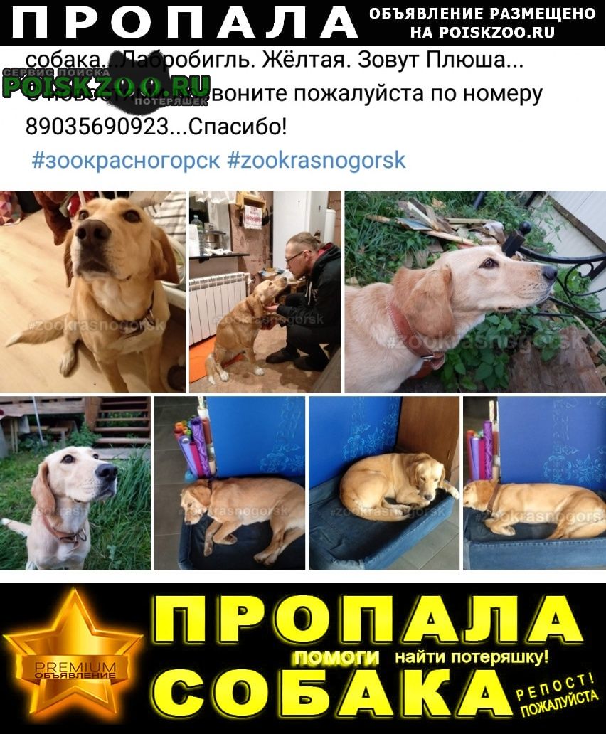 Груминг красногорск. Пропала собака в Красногорском районе.
