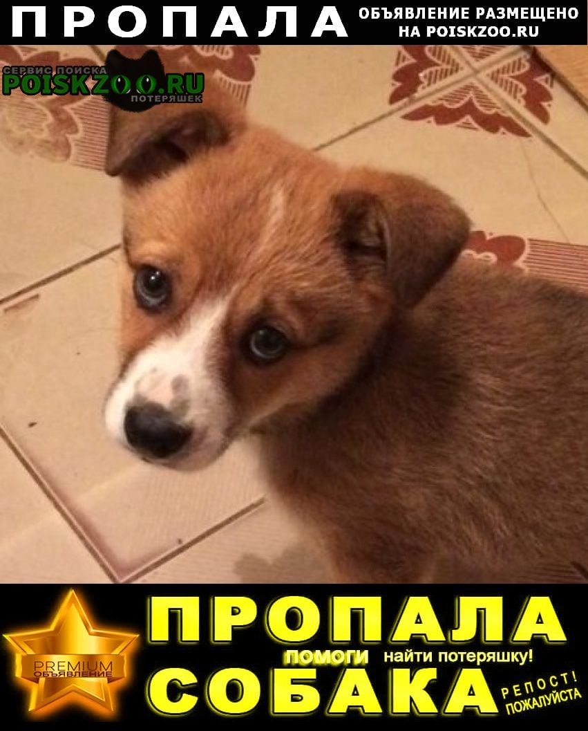 Фото пропавших собак в Михайловске Ставропольского края.