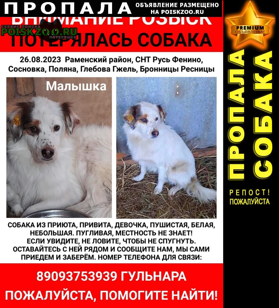 Пропала собака sos 26 августа в мо раменском районе Мытищи