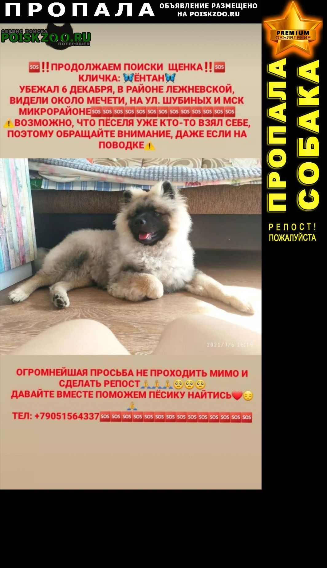 Пропала собака кобель кеесхонд Иваново
