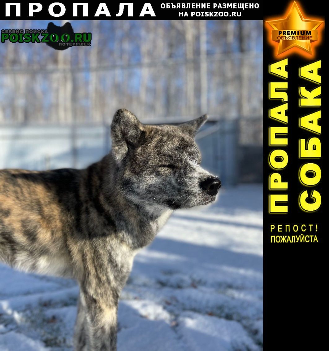 Челябинск Пропала собака кобель тигровый акита ину.