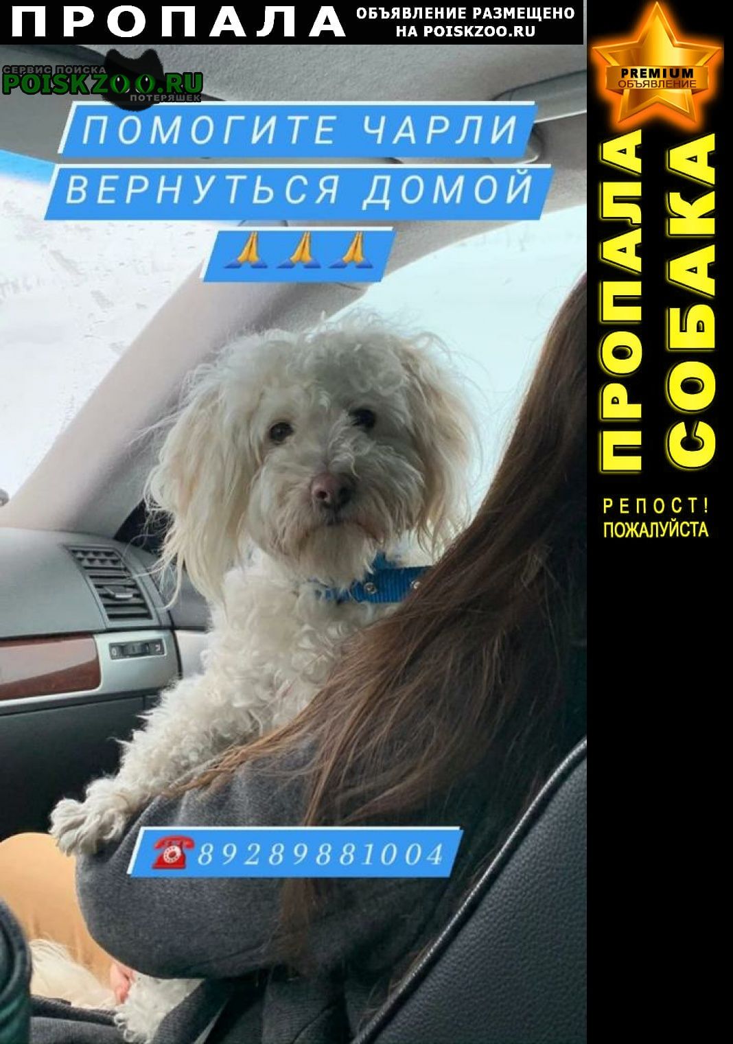 Пропала собака кобель Ростов-на-Дону