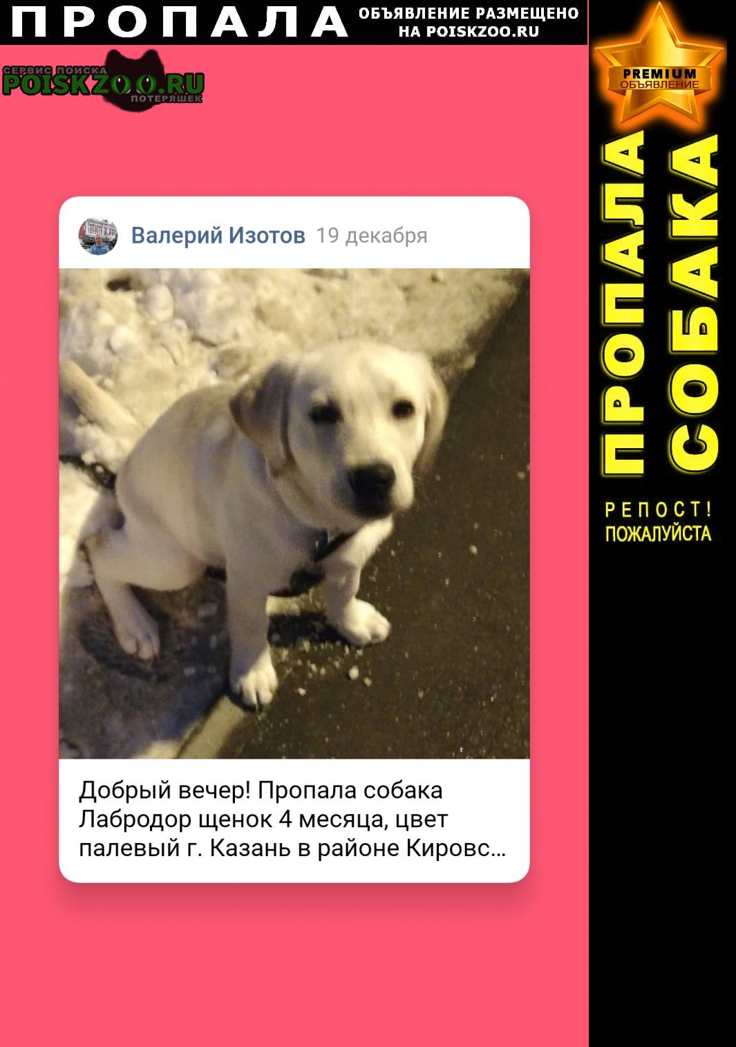 Пропала собака лабродор Казань