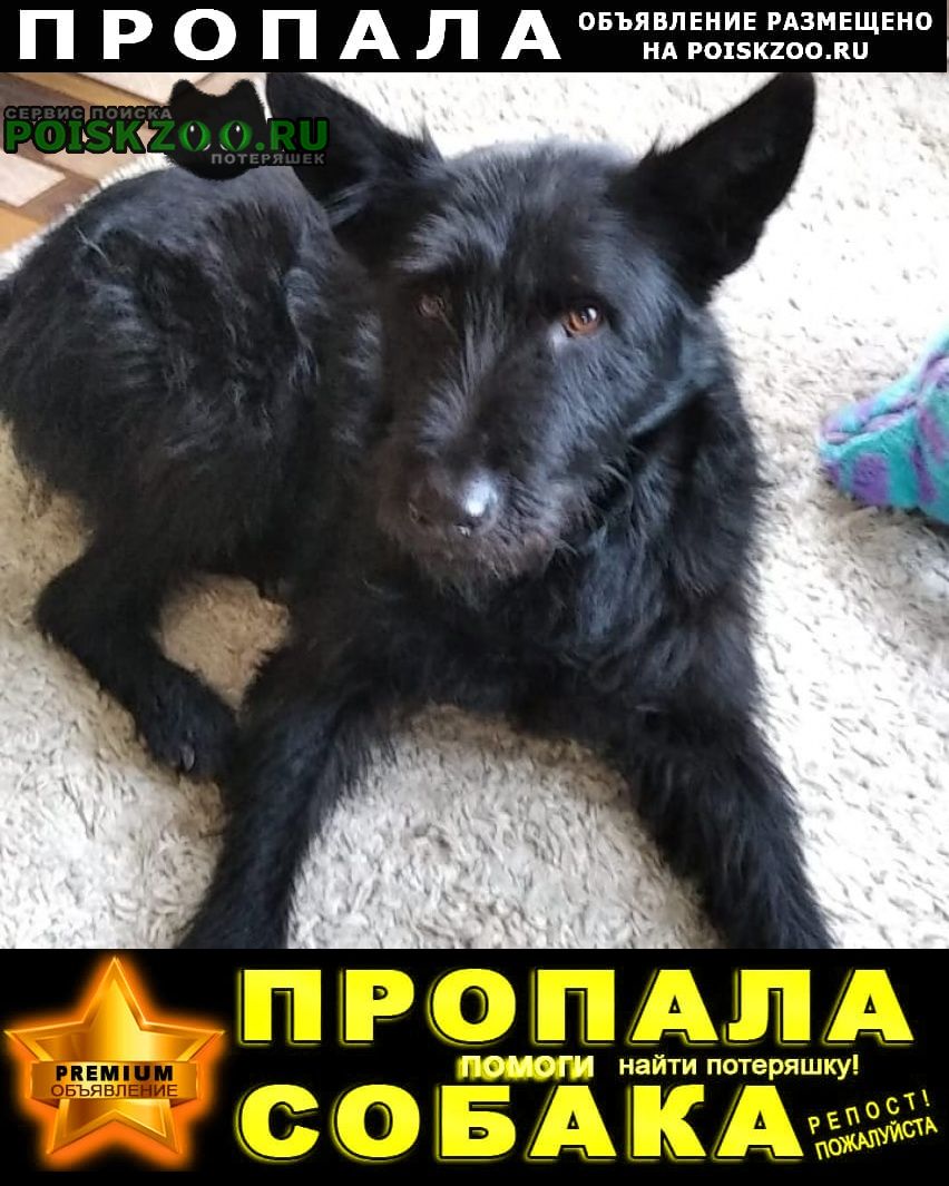 Пропала собака кобель семья ищет и ждёт своего мальчика Новочеркасск