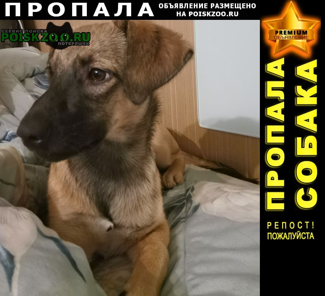 Пропала собака щенок 5 месяцев Санкт-Петербург