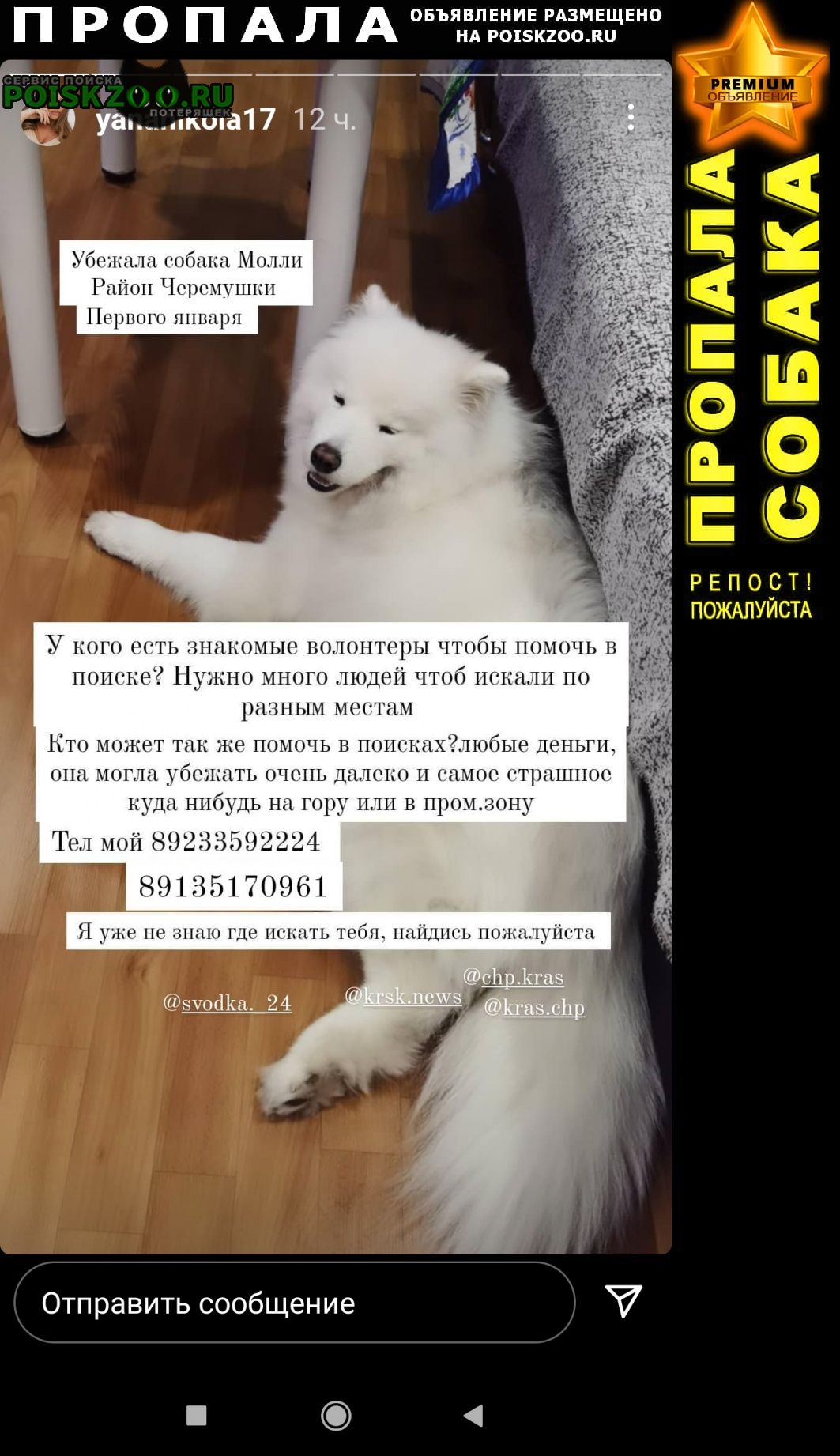 Красноярск Пропала собака самоед