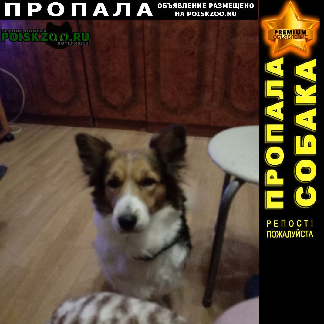 Комсомольск-на-Амуре Пропала собака