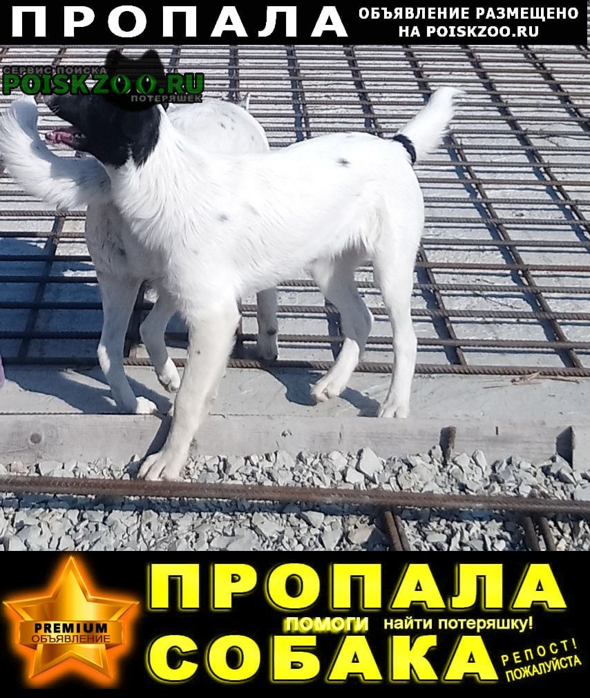 Новороссийск Пропала собака абрау дюрсо