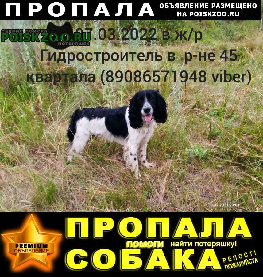 Пропала собака кобель русский спаниель. Братск