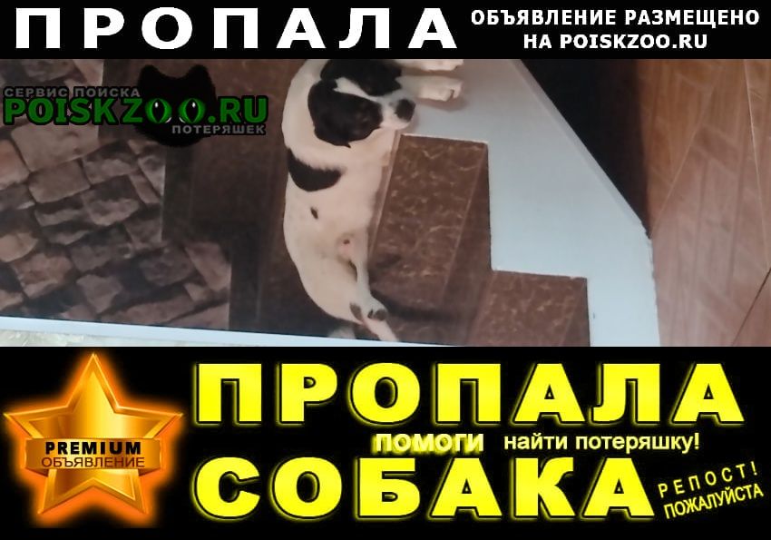 Пропала собака кобель 27.03 в 16-00 Пятигорск