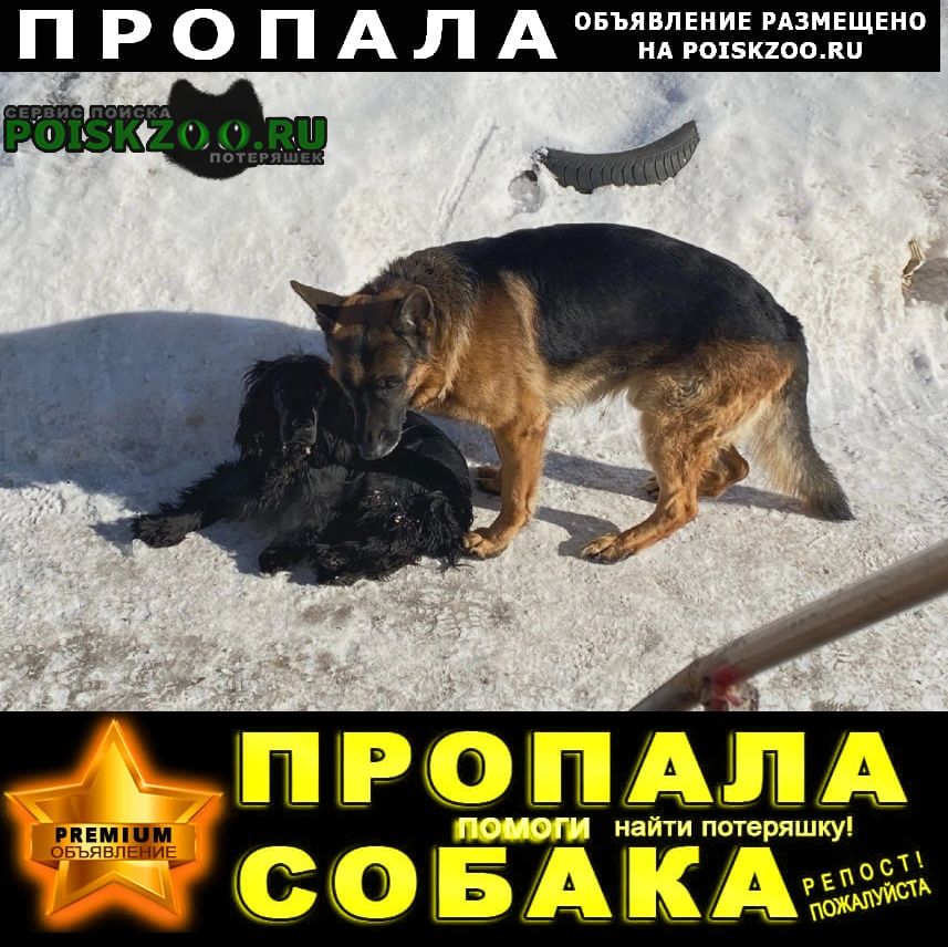 Пропала собака кобель потерялись овчарка и спаниель кабели Красноярск