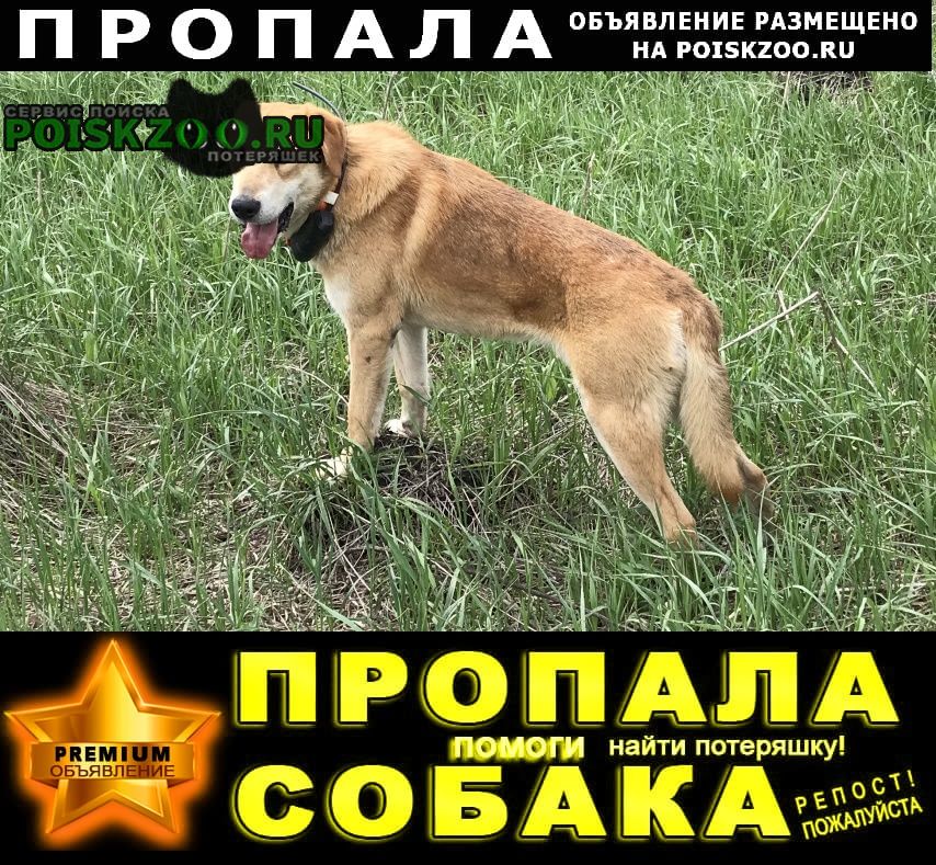 Белгород Пропала собака кобель русская гончая. выжлец ( )