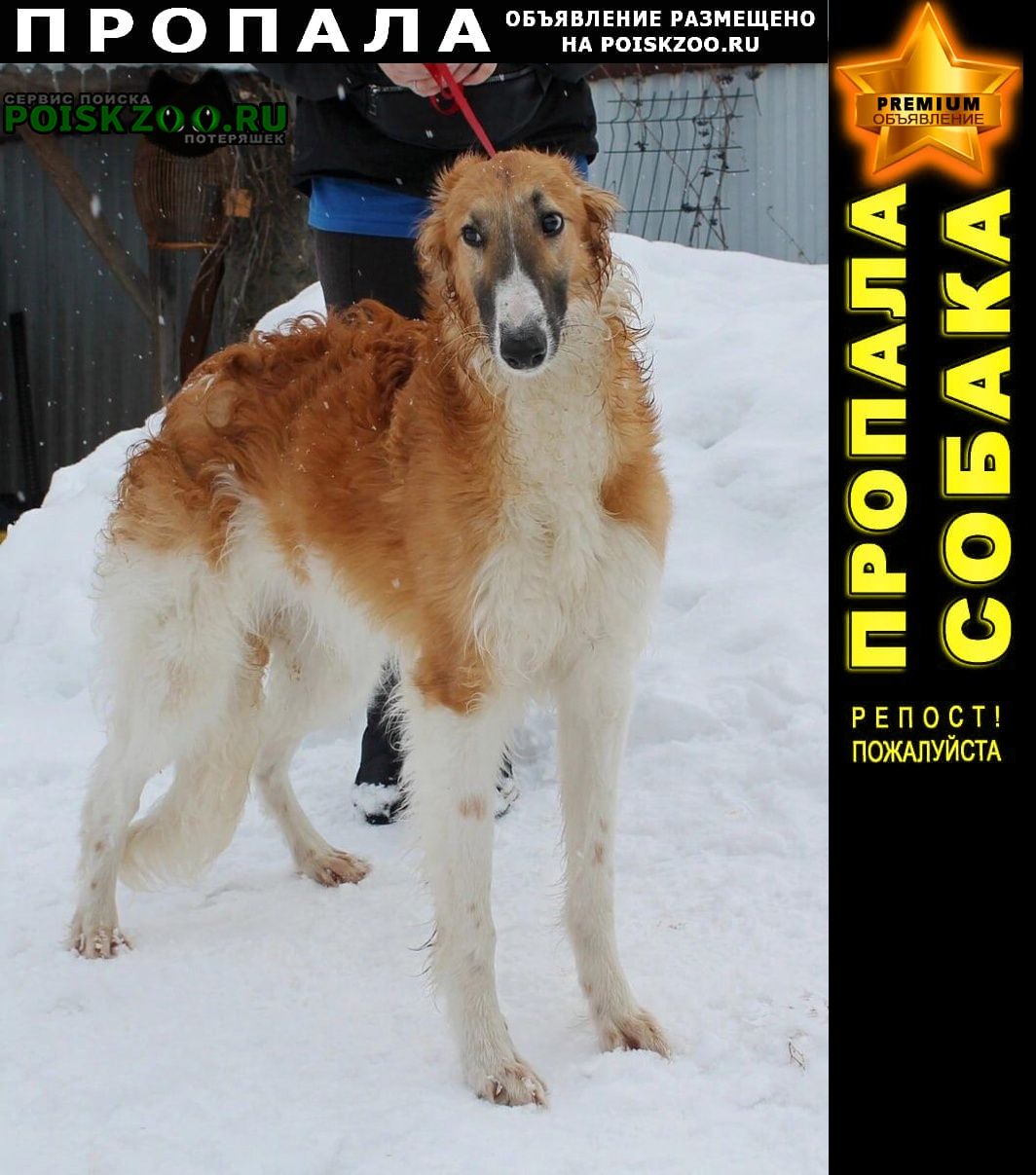 Пропала собака кобель русская псовая борзая Одинцово