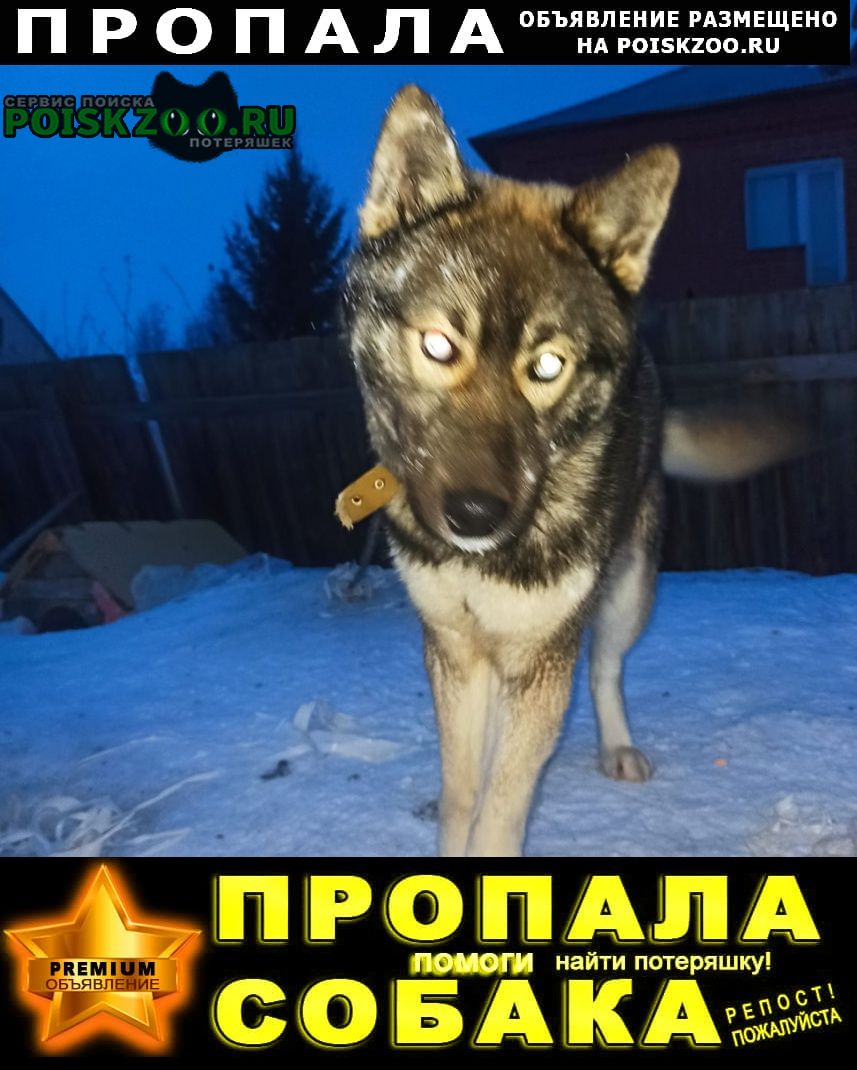 Пропала собака кобель Ханты-Мансийск