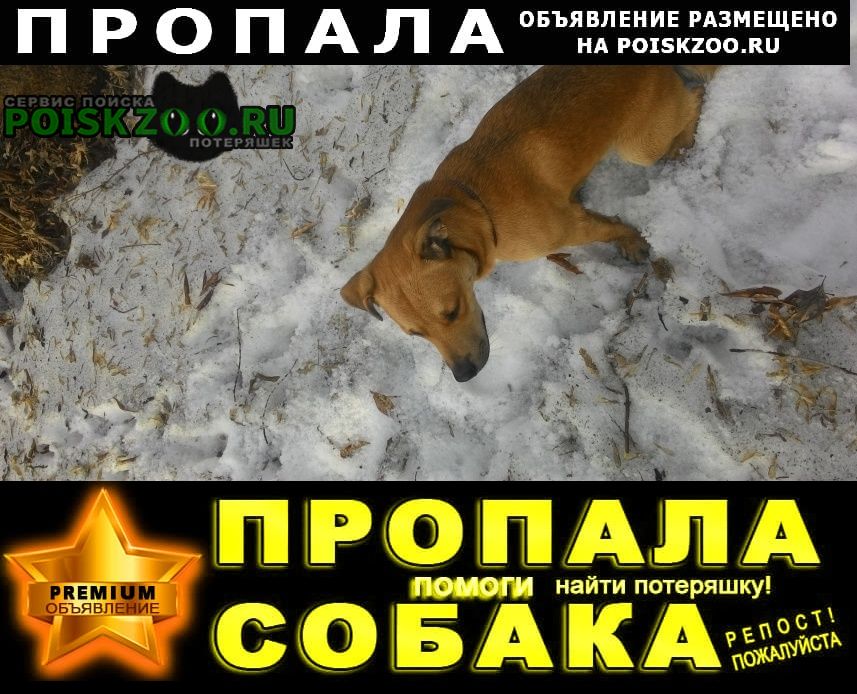 Пропала собака кобель пёс вальтр Кемерово