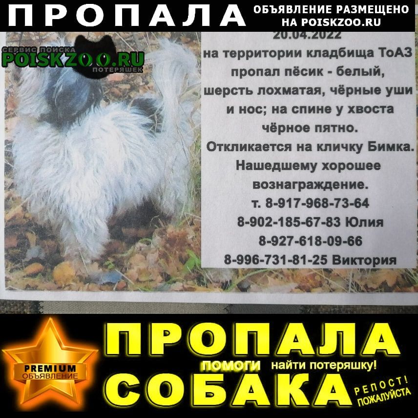 Пропала собака кобель Тольятти