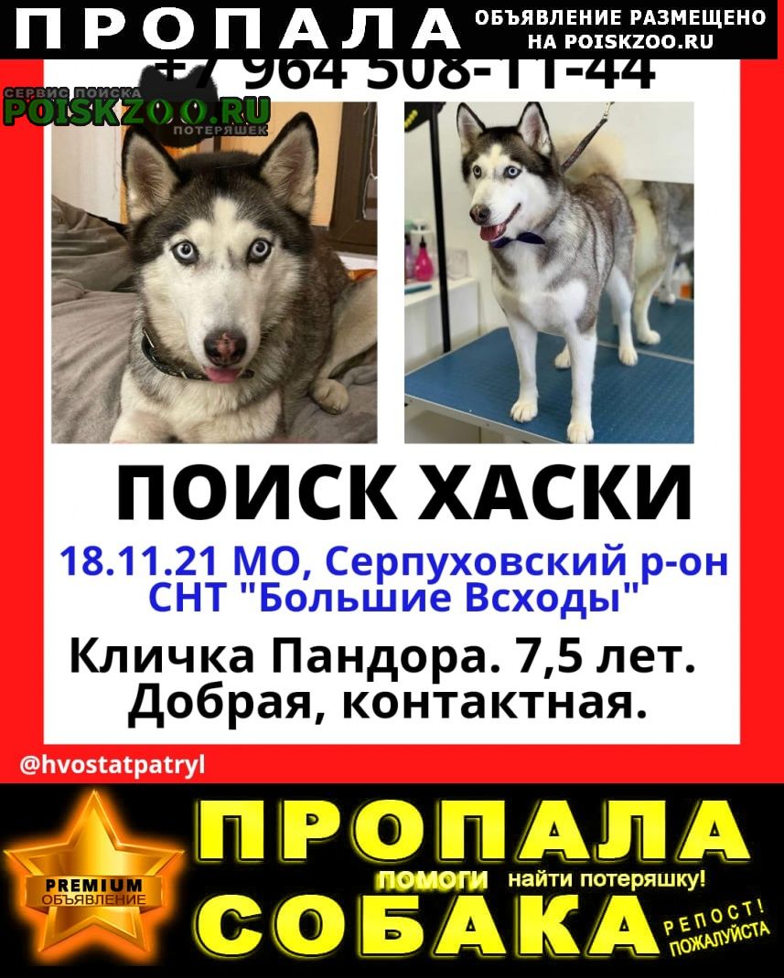Пропала собака сибирский хаски девочка Серпухов