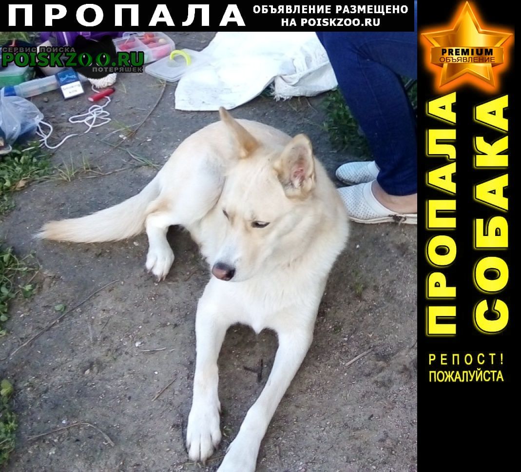 Пропала собака ищу пропавшую собаку Волгоград