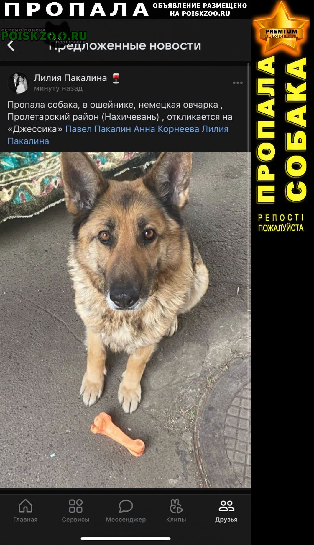 Ростов-на-Дону Пропала собака