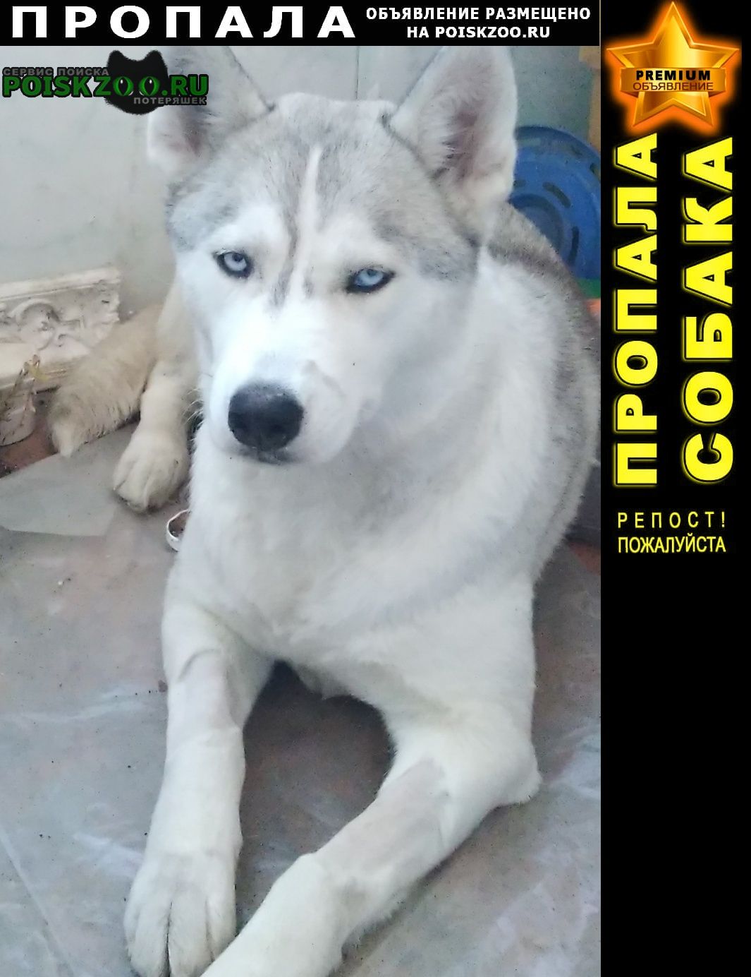 Пропала собака хаски Новосибирск