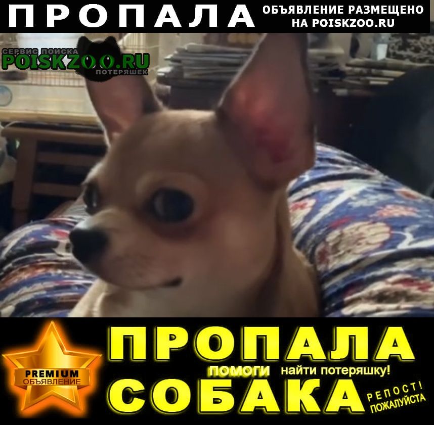 Сергиев Посад Пропала собака