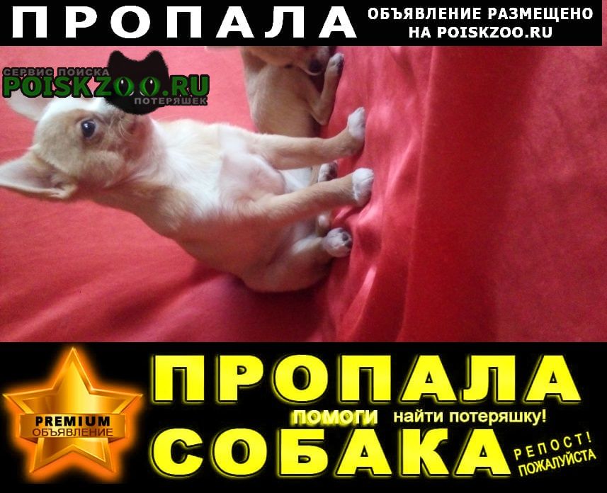 Пропала собака кобель пгт. яблоновский ул. советская 13 Краснодар