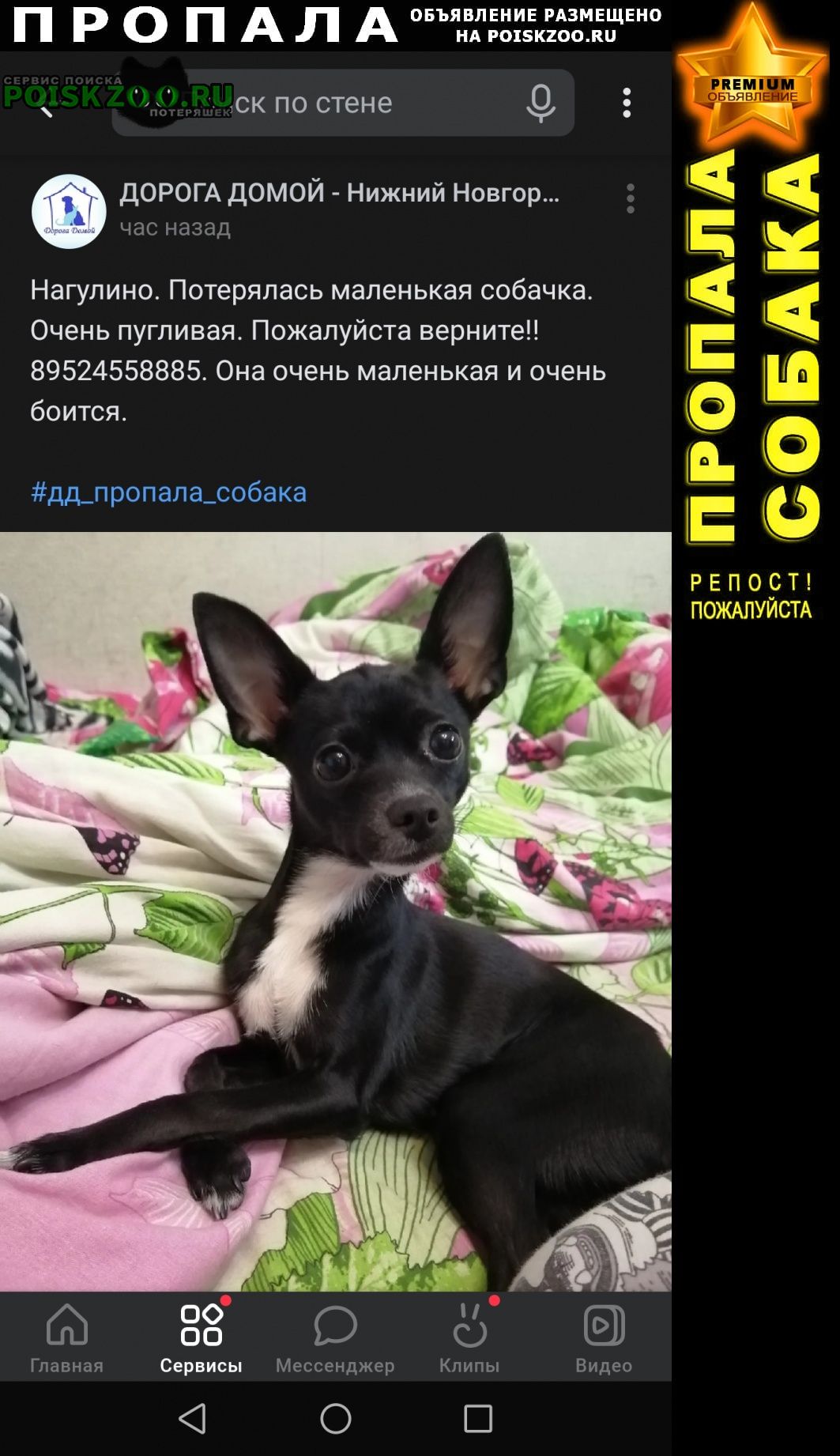 Пропала собака маленькой породы Нижний Новгород