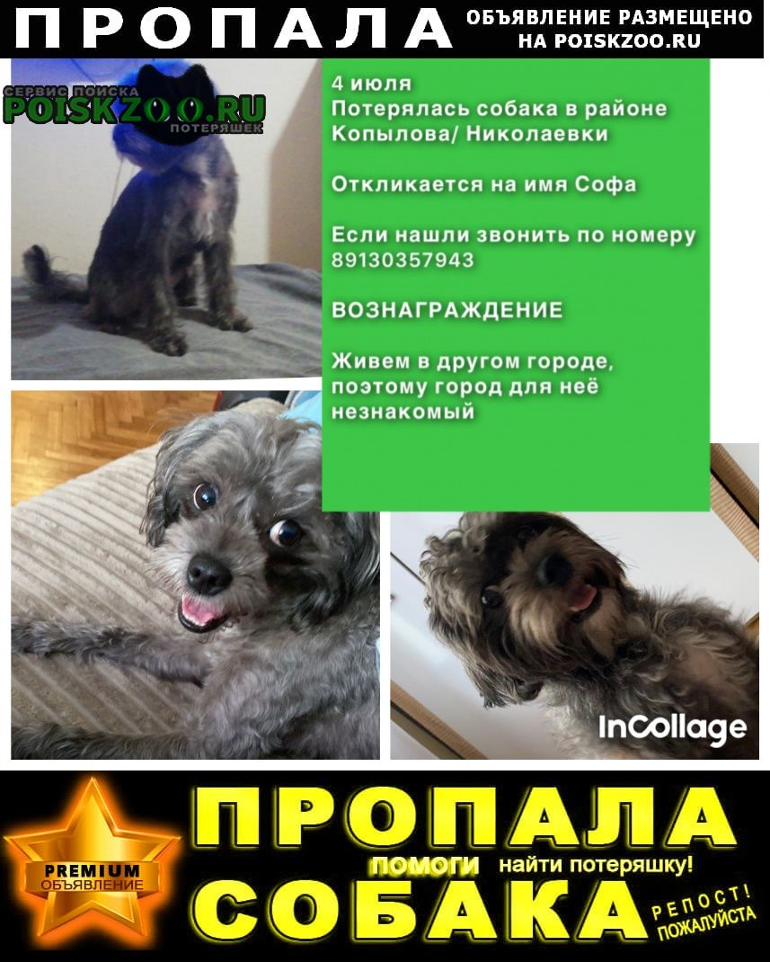 Пропала собака в районе николаевки Красноярск