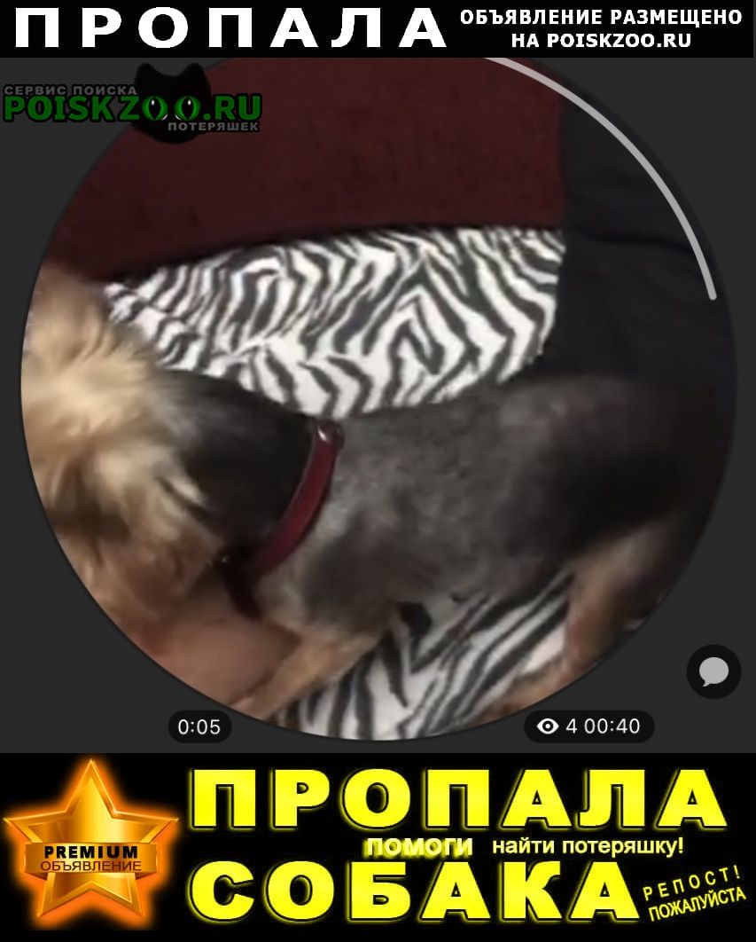 Пропала собака 04/07 петроградский район Санкт-Петербург