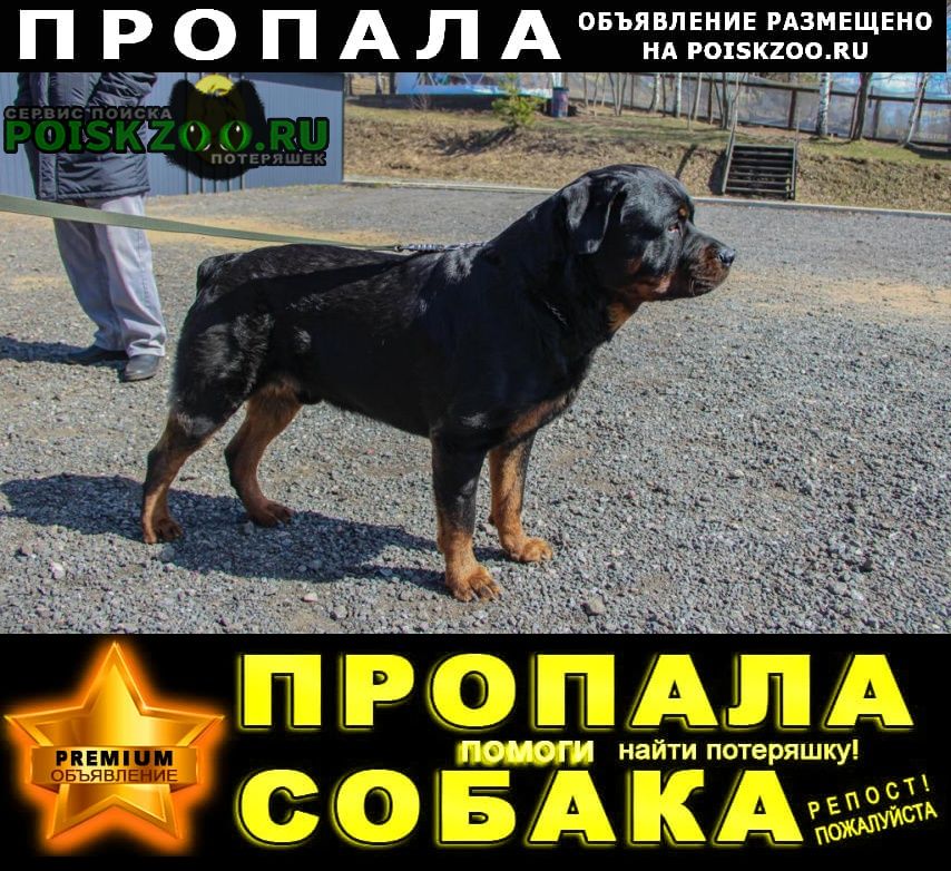 Пропала собака кобель ротвейлер чёрный Санкт-Петербург