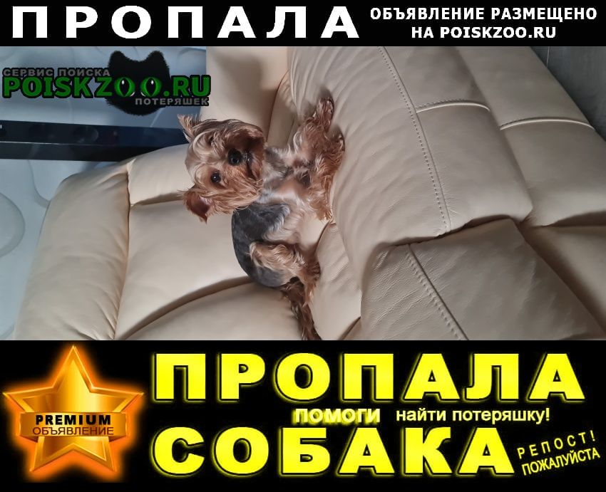 Пропала собака, фенечка Санкт-Петербург