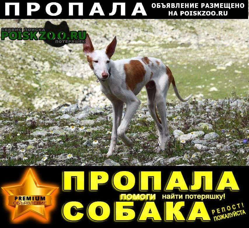 Краснодар Пропала собака молодой кабель борзая белый с красными
