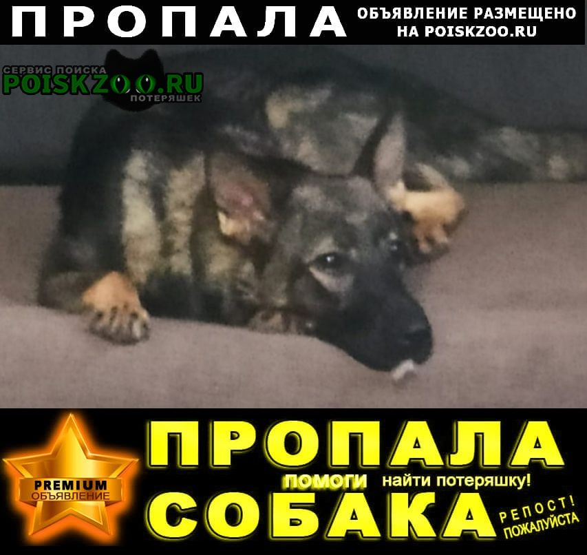 Пропала собака немецкая овчарка зонарного окраса Солнечногорск