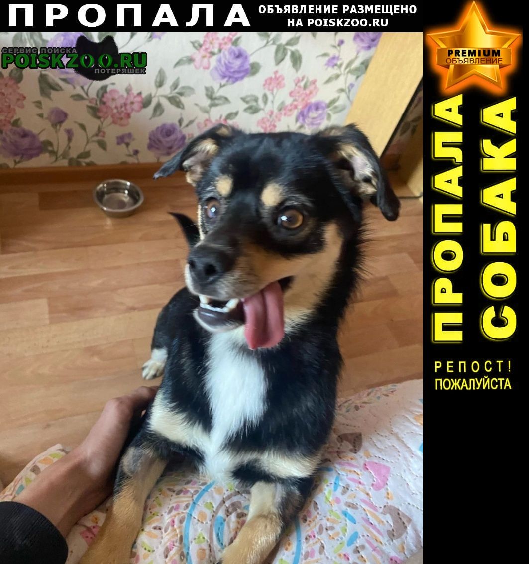 Иркутск Пропала собака кобель мальчик, метис той-терьера, 1г.3мес