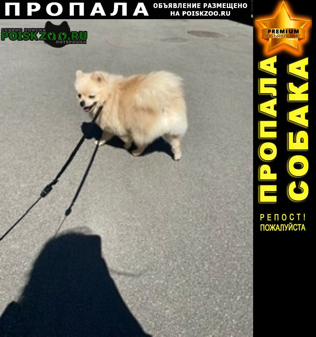 Пропала собака кобель бежевый шпиц Санкт-Петербург