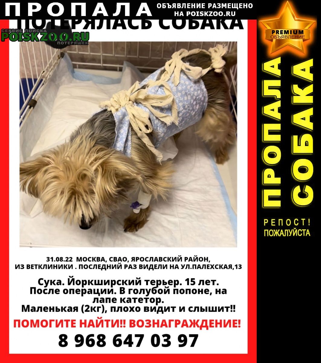 Пропала собака йорк, 15 лет Москва