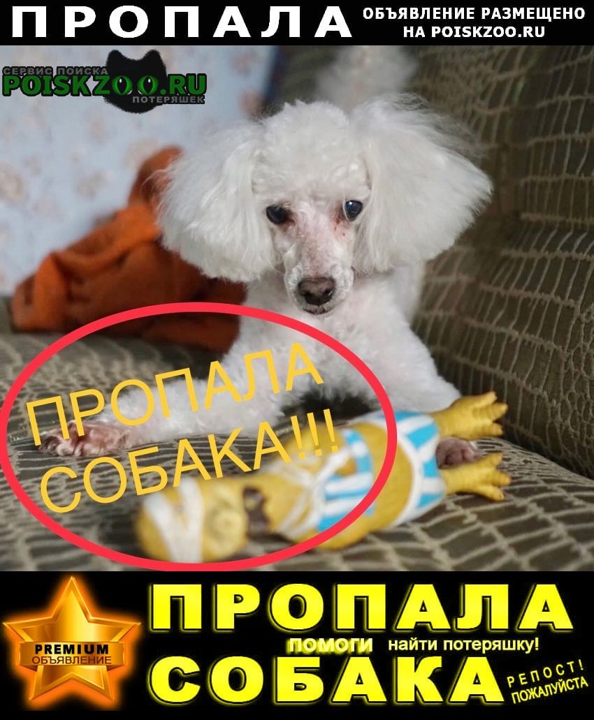 Пропала собака кобель карликовый белый пудель Нижний Новгород