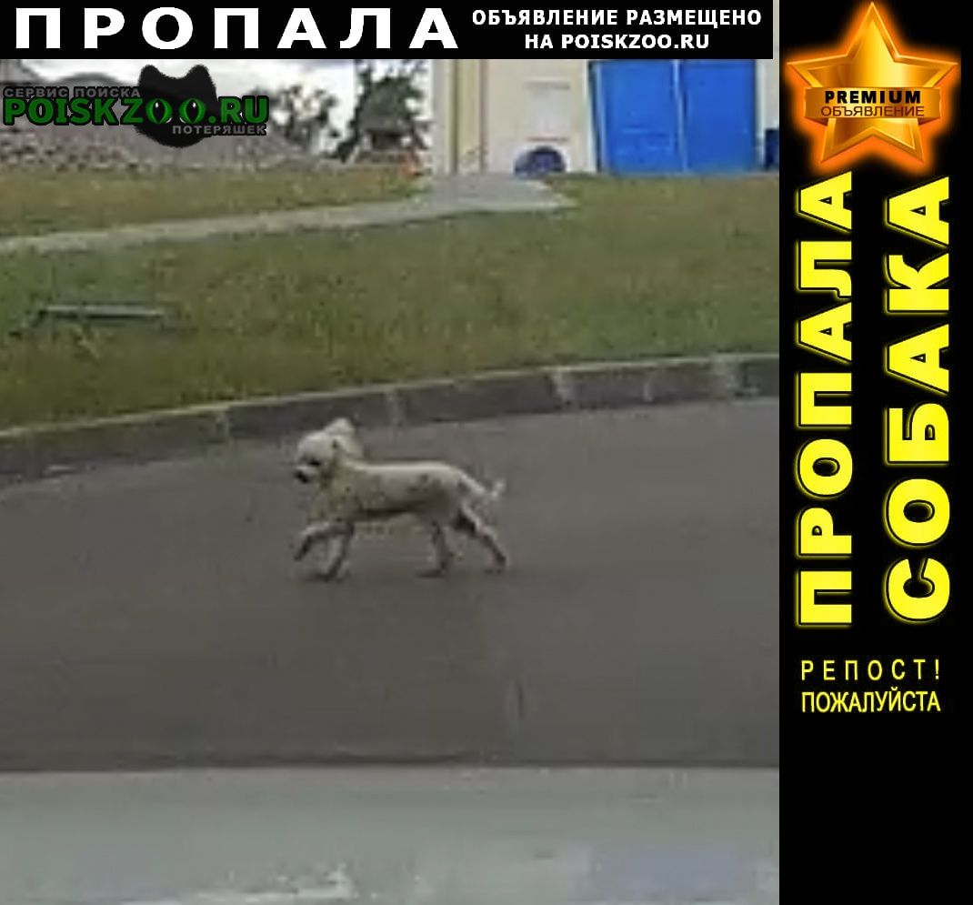 Пропала собака кобель белый карликовый пудель Нижний Новгород