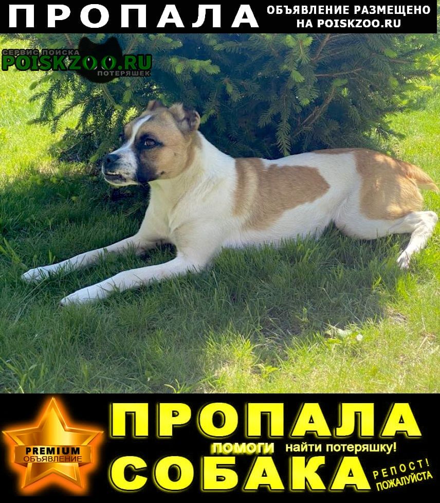 Пропала собака вознаграждение Михайловск Ставропольский край