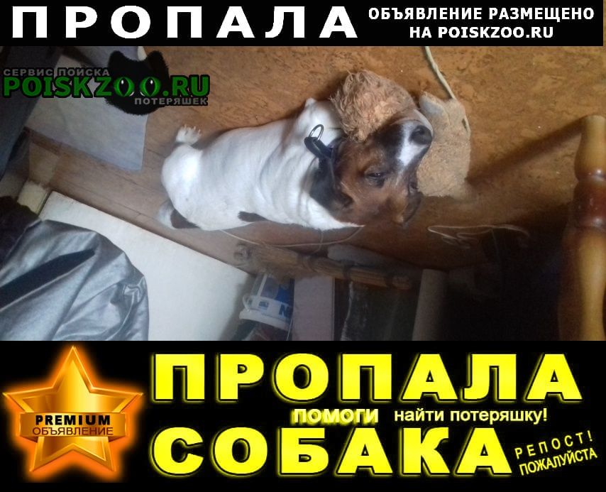 Орехово-Зуево Пропала собака кобель конт-й тел.