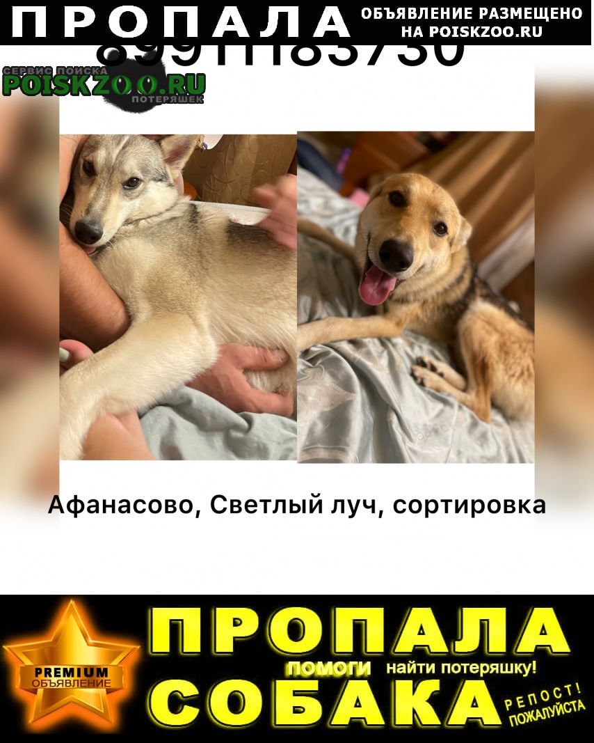 Пропала собака Иваново