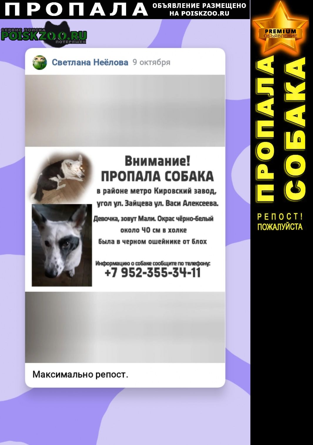 Пропала собака помогите пожалуйста найти собаку Санкт-Петербург