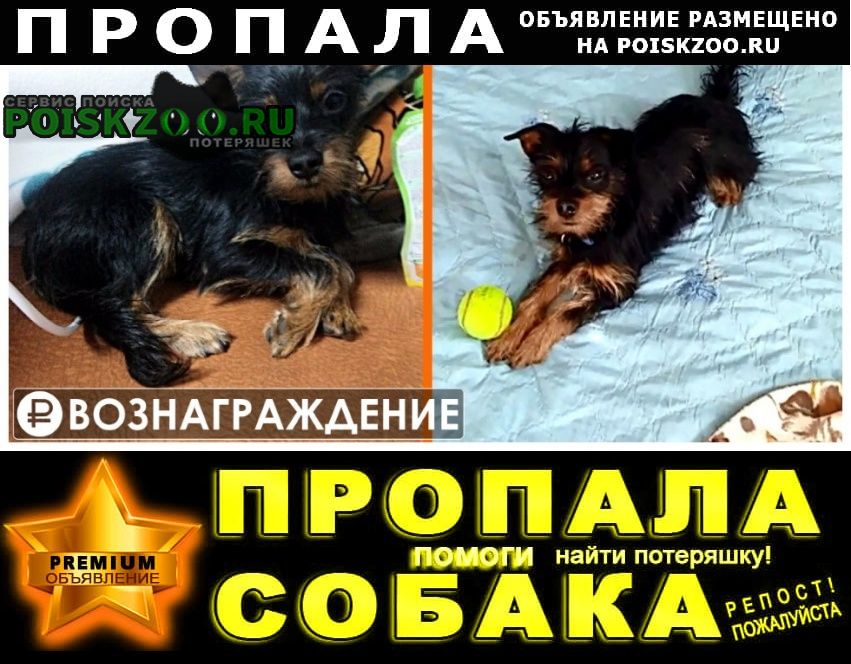 Хабаровск Пропала собака кобель не теряю надежды в поиске