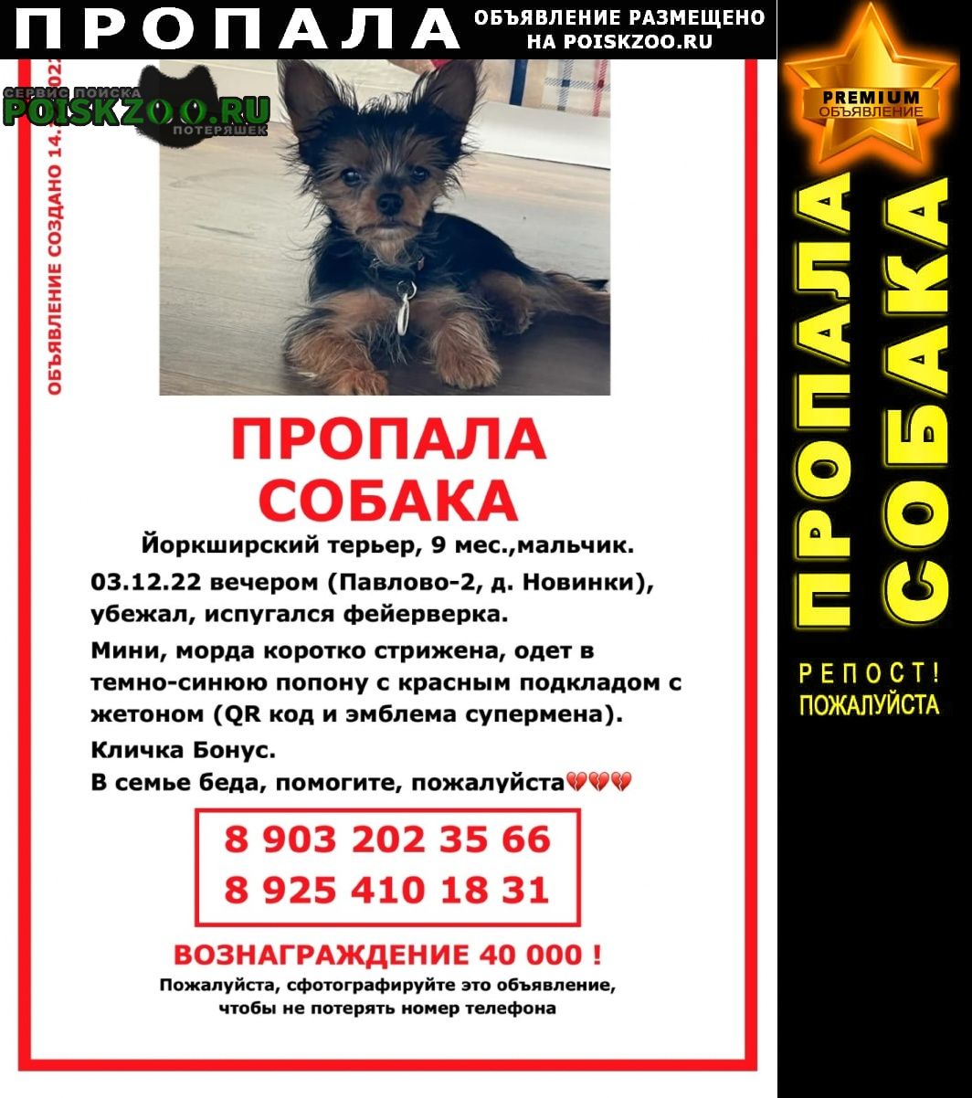 Пропала собака кобель мо, д. новинки, павлово-2 Красногорск