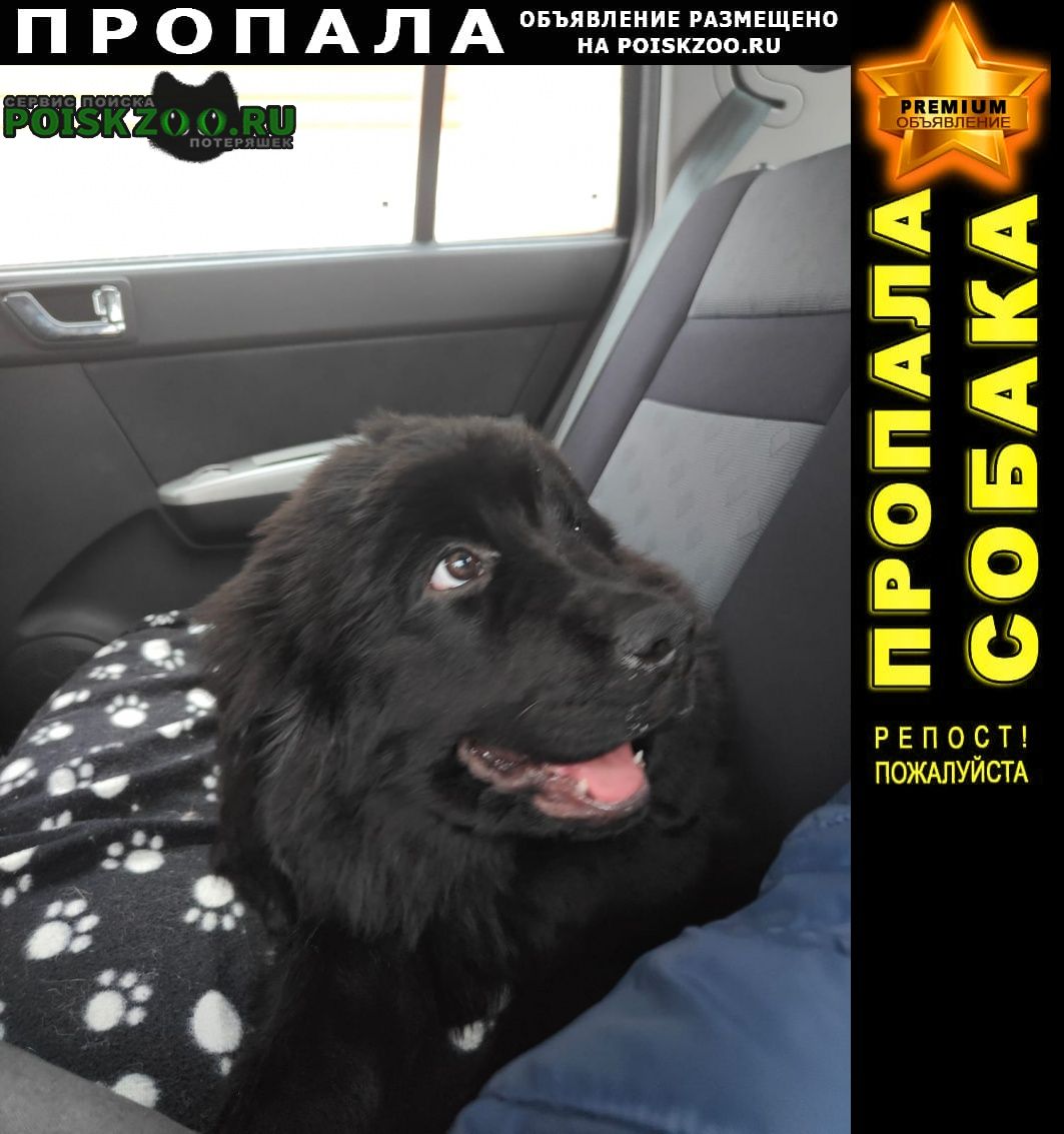 Пропала собака Пушкино